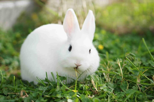 Thỏ màu trắng có nghĩa gì?